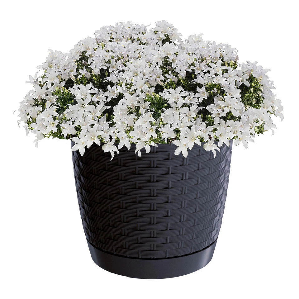 Prosperplast Plantenpot/bloempot - Kunststof - D22 X H19,5 Cm - Antraciet 4 Prosperplast Plantenpot/bloempot - Kunststof - D22 X H19,5 Cm - Antraciet - Afbeelding 2