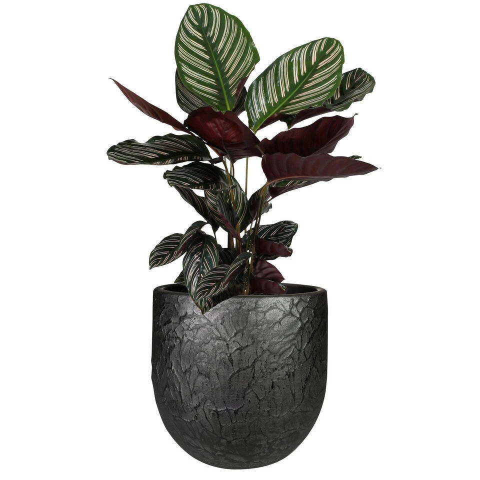 Steege Plantenpot - Antiek Look - Keramiek - Zwart - D28 X H25 Cm 4 Steege Plantenpot - Antiek Look - Keramiek - Zwart - D28 X H25 Cm - Afbeelding 2