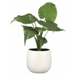 Mica Decorations Plantenpot - Wit - Motief - Keramiek - 16 X 14 Cm -Groene Hoek 1000005204 0102