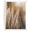 Tuinposter Pampas 80x60 Cm Beige -Groene Hoek 1000006193
