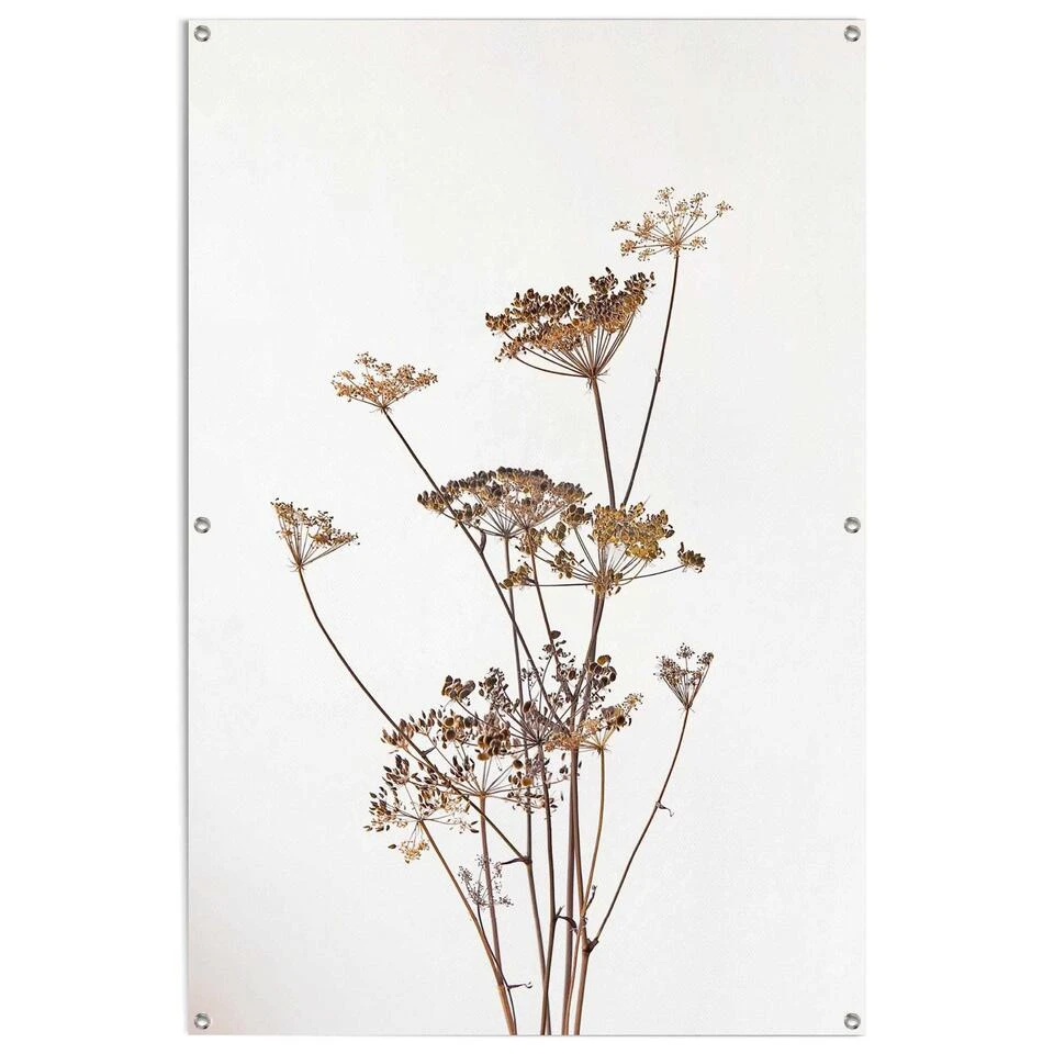 Tuinposter Berenklauw 120x80 Cm Beige 3 Tuinposter Berenklauw 120x80 Cm Beige