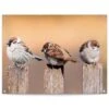 Tuinposter Vogels 60x80 Cm Beige -Groene Hoek 1000042894