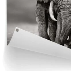 Tuinposter Wandelende Olifant 80x60 Cm Zwart -Groene Hoek 1000042896 0102