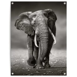 Tuinposter Wandelende Olifant 80x60 Cm Zwart