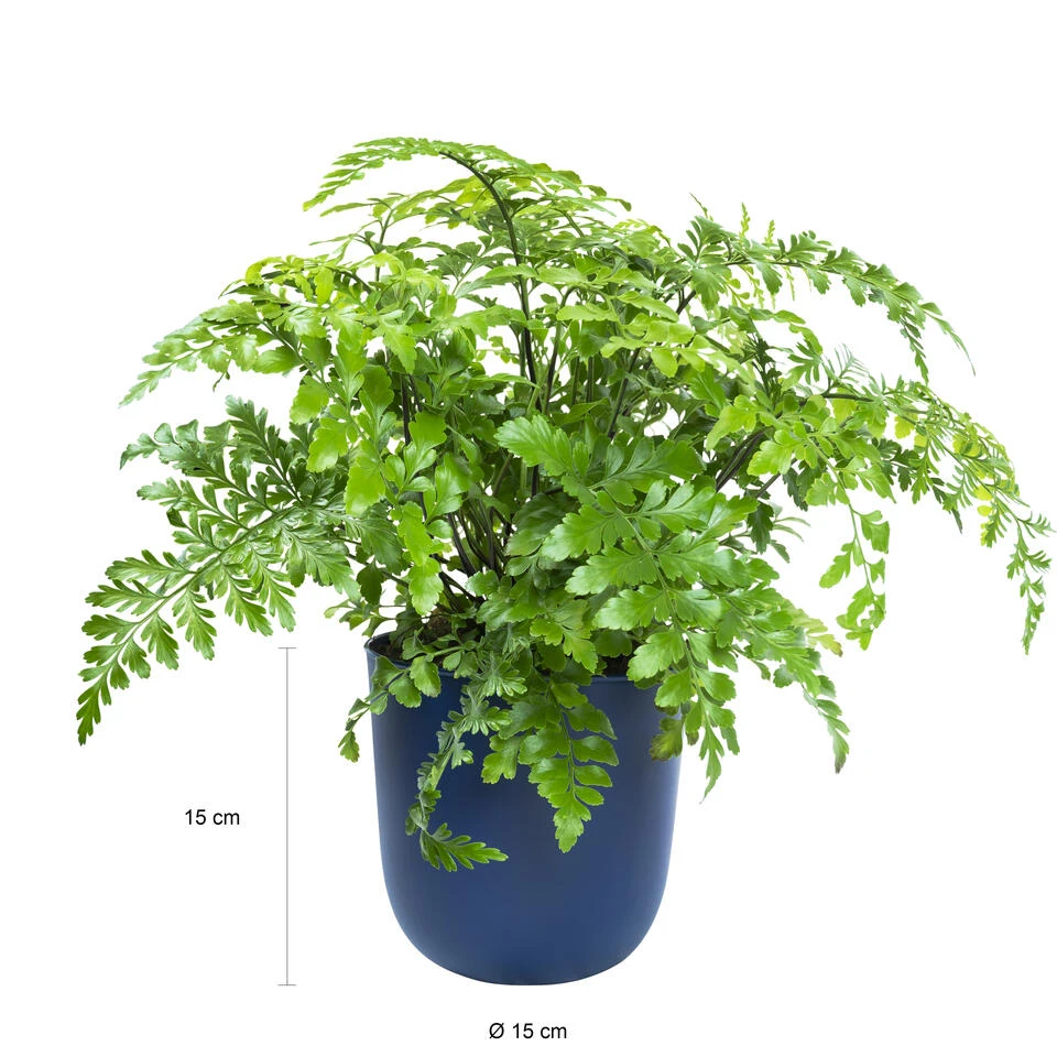 QUVIO Wand Bloempot Plastic - Donker Blauw - POPPY 5 QUVIO Wand Bloempot Plastic - Donker Blauw - POPPY - Afbeelding 3