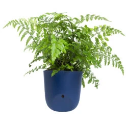 QUVIO Wand Bloempot Plastic - Donker Blauw - POPPY 9 QUVIO Wand Bloempot Plastic - Donker Blauw - POPPY -Groene Hoek 1000071717 0103