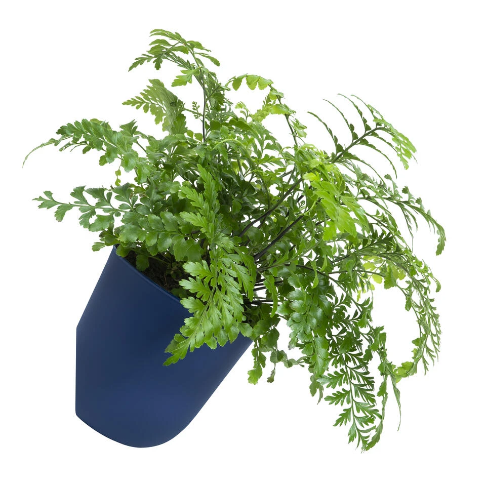 QUVIO Wand Bloempot Plastic - Donker Blauw - POPPY 3 QUVIO Wand Bloempot Plastic - Donker Blauw - POPPY