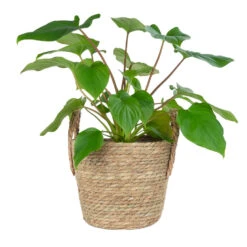 QUVIO Bloempot Geweven Mand - S