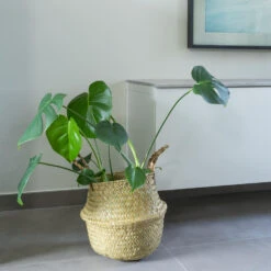 QUVIO Bloempot Gevlochten Rond Met Handvaten - M 9 QUVIO Bloempot Gevlochten Rond Met Handvaten - M -Groene Hoek 1000071731 0103