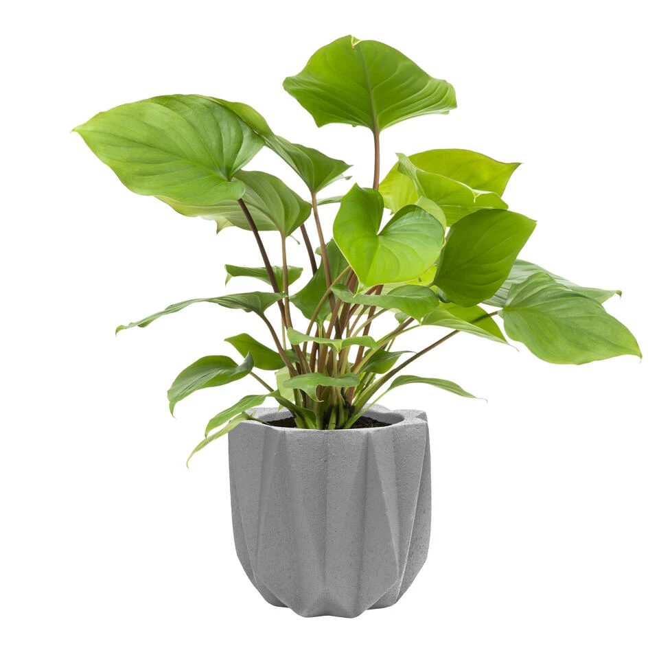 QUVIO Bloempot Cement 15 X 15 X 14 Cm - Licht Grijs 3 QUVIO Bloempot Cement 15 X 15 X 14 Cm - Licht Grijs