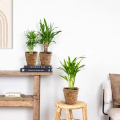 Mand Coco – Zeegras – Terami Kasih – ⌀14 Cm –↕ 10-15 Cm -Groene Hoek 1000072869 0102