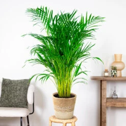 Mand Nea – Jute – Terami Kasih – ⌀26 Cm –↕ 10-15 Cm -Groene Hoek 1000072872 0102