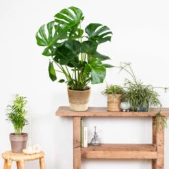 Mand Nea – Jute – Terami Kasih – ⌀26 Cm –↕ 10-15 Cm -Groene Hoek 1000072872 0103