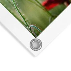 Tuinposter Wilde Klaprozen 60x80 Cm Rood -Groene Hoek 1000088333 0103