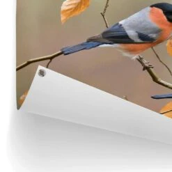 Tuinposter Goudvink 60x80 Cm Oranje -Groene Hoek 1000088338 0102