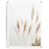 Tuinposter Pampas 80x60 Cm Beige 1 Tuinposter Pampas 80x60 Cm Beige -Groene Hoek 1000088347