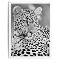 Tuinposter Luipaard 80x60 Cm Zwart-Wit
