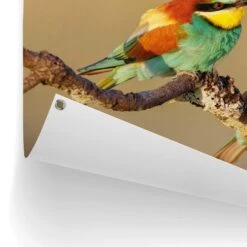 Tuinposter De Bijeneter 60x80 Cm Bont 8 Tuinposter De Bijeneter 60x80 Cm Bont -Groene Hoek 1000088366 0102