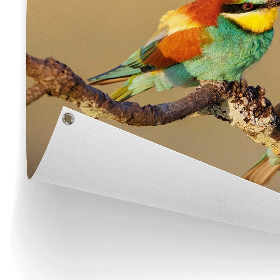 Tuinposter De Bijeneter 60x80 Cm Bont 5 Tuinposter De Bijeneter 60x80 Cm Bont - Afbeelding 3