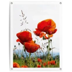 Tuinposter Klaprozen 80x60 Cm Rood