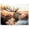 Tuinposter Hert 60x80 Cm Bruin 1 Tuinposter Hert 60x80 Cm Bruin -Groene Hoek 1000088379