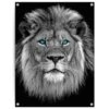 Tuinposter Leeuw Met Blauwe Ogen 80x60 Cm Zwart 1 Tuinposter Leeuw Met Blauwe Ogen 80x60 Cm Zwart -Groene Hoek 1000088388