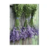 Art For The Home - Buitencanvas - Lavendel - 70x50cm -Groene Hoek 1000095130