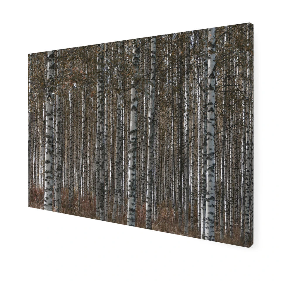Art For The Home - Buitencanvas - Berkenbos - 50x70cm 5 Art For The Home - Buitencanvas - Berkenbos - 50x70cm - Afbeelding 3