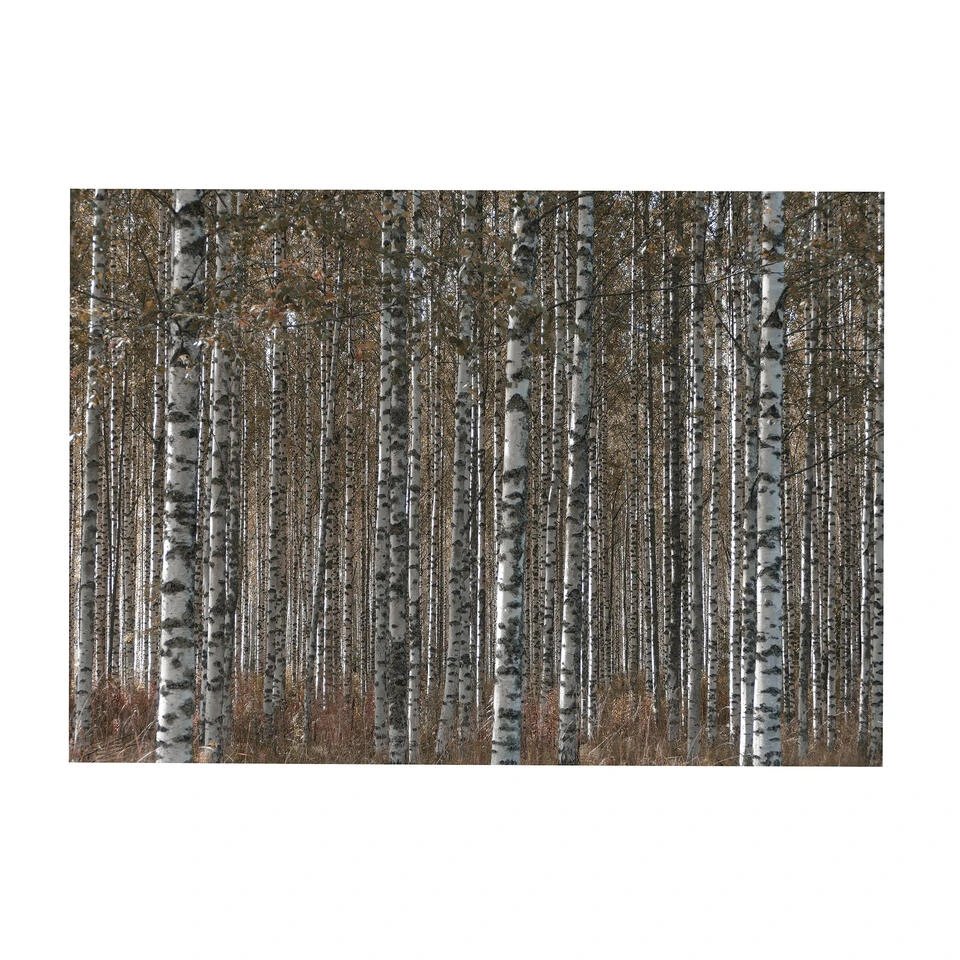 Art For The Home - Buitencanvas - Berkenbos - 50x70cm 3 Art For The Home - Buitencanvas - Berkenbos - 50x70cm