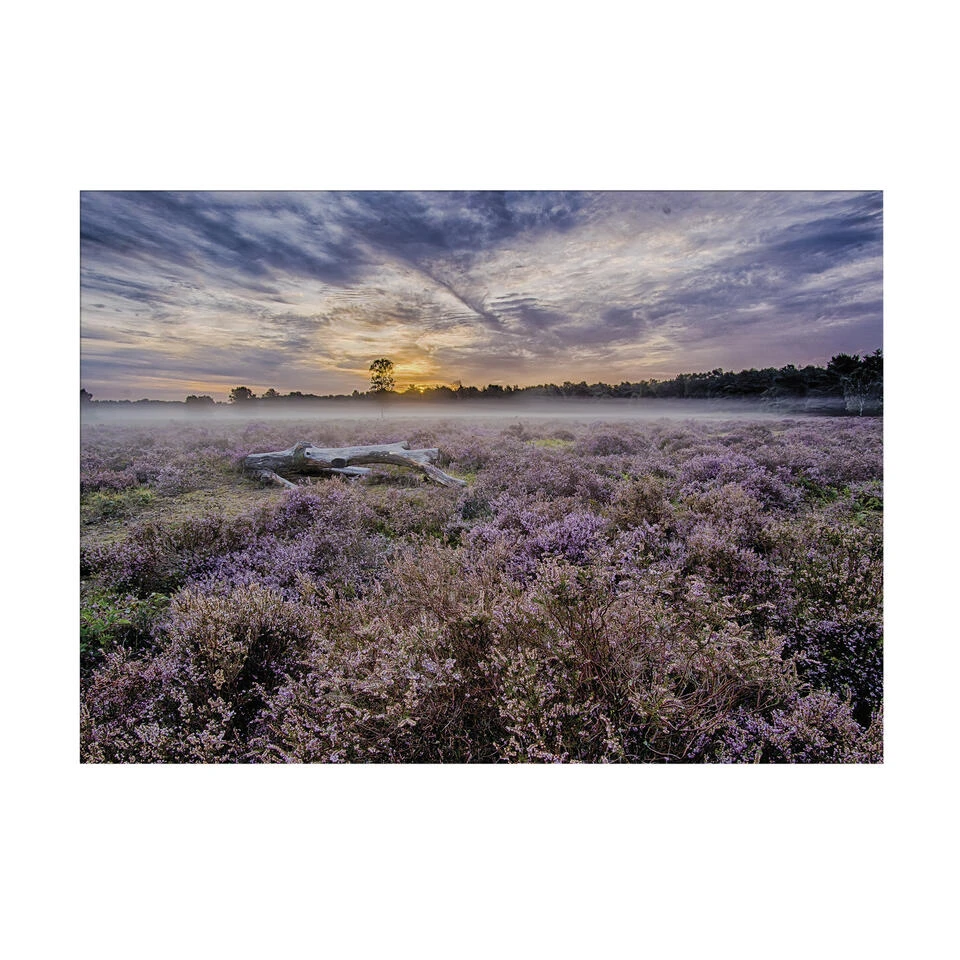 Art For The Home - Buitencanvas - Lavendelveld - 50x70cm 3 Art For The Home - Buitencanvas - Lavendelveld - 50x70cm