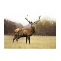 Voorkant 38 Art For The Home - Buitencanvas - Hert - 50x70cm