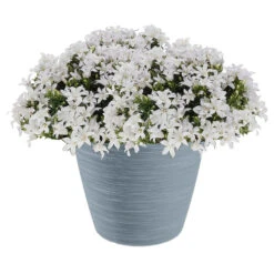 Prosperplast Bloempot - Kunststof - Steengrijs - D24 X H20 Cm -Groene Hoek 21ac67db9e9b443a83026f361b4c5502