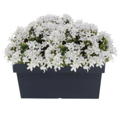 Prosperplast Plantenbak - Kunststof - 79 X 35 X 33 Cm - Antraciet -Groene Hoek 238a3b96c0774f30b31f6f4cd0eadaa3