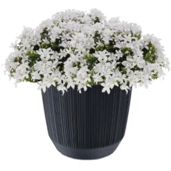 Prosperplast Plantenpot/bloempot - Kunststof - Antraciet - D19,5 X H17 Cm -Groene Hoek 27f29c29ca1b4ea5a741a90b811f5c70