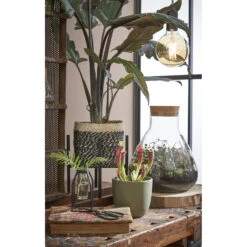 Mica Decorations Bonaparte Mand Voor Planten Ø20 Cm 9 Mica Decorations Bonaparte Mand Voor Planten Ø20 Cm -Groene Hoek 449b410e22e14ef7aff0ea0ba952dd29