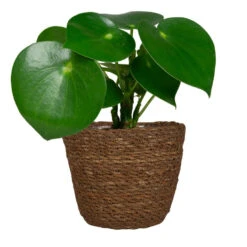 Steege Plantenmand - Zeegras - Rotan - Bruin - 22 X 19 Cm -Groene Hoek 4df0030a0fe240968a6036521c73ed4c