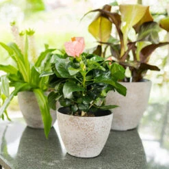 Ter Steege Bloempot/plantenpot - Buiten - Beige/goud - D22/H17 Cm -Groene Hoek 5ae80ba1b3414ccd92cc331048ac2309