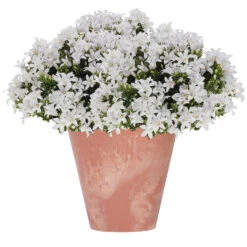 Prosperplast Bloempot - Terracotta - Betonlook - Kunststof - 40 Cm -Groene Hoek 6b899c2a98ed44c18d17cb5ad6a939a4