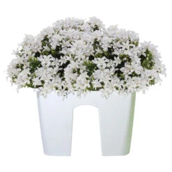 Prosperplast Plantenbak - Railing - Kunststof - 39 Cm - Parel Wit 5 Prosperplast Plantenbak - Railing - Kunststof - 39 Cm - Parel Wit -Groene Hoek 7bbe82a6cd114c9c9d3b567f4592e401