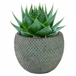 Steege Plantenpot - Stijlvol Motief - Blauw/goud - D16 X H12 Cm -Groene Hoek 841791f794ea44a1969ef2103c1a5f4b