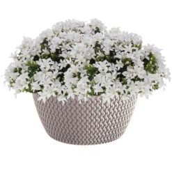 Prosperplast Plantenpot/bloempot - Kunststof - Beige - D24 X H12 Cm -Groene Hoek 87a019cb67934d45bcfab26495a8ab37