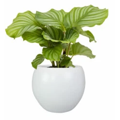 Steege Plantenpot - Wit - Modern Design - 19 X 16 Cm 9 Steege Plantenpot - Wit - Modern Design - 19 X 16 Cm -Groene Hoek a507d97f02fe4b46ab3c022b2fdef5da