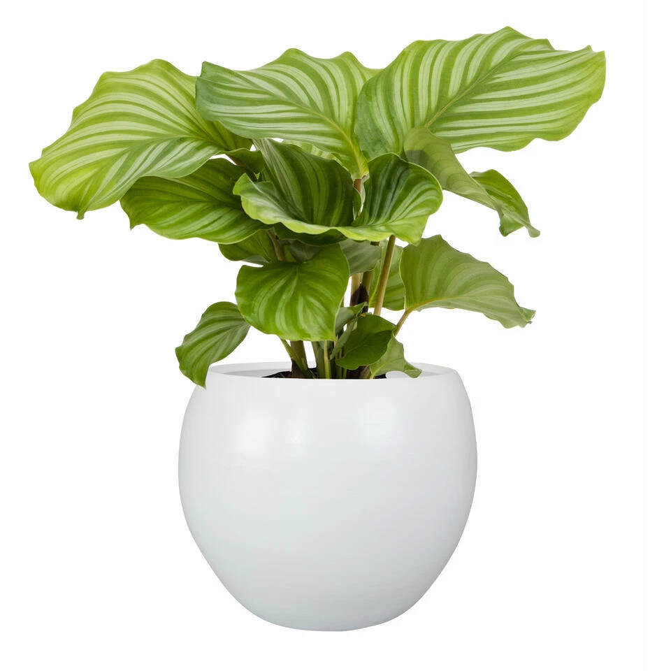 Steege Plantenpot - Wit - Modern Design - 19 X 16 Cm 6 Steege Plantenpot - Wit - Modern Design - 19 X 16 Cm - Afbeelding 4