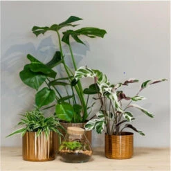 Floran Plantenpot Volos - Goudkleurig - Metaal - D17 X H17 Cm -Groene Hoek a85d823b425e47a6b40ac8abd769aff3