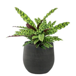 Steege Plantenpot - Keramiek - Zwart - Grafiet Look - 22 X 20 Cm -Groene Hoek acf8351daab14d3a906b8c4e586c0219