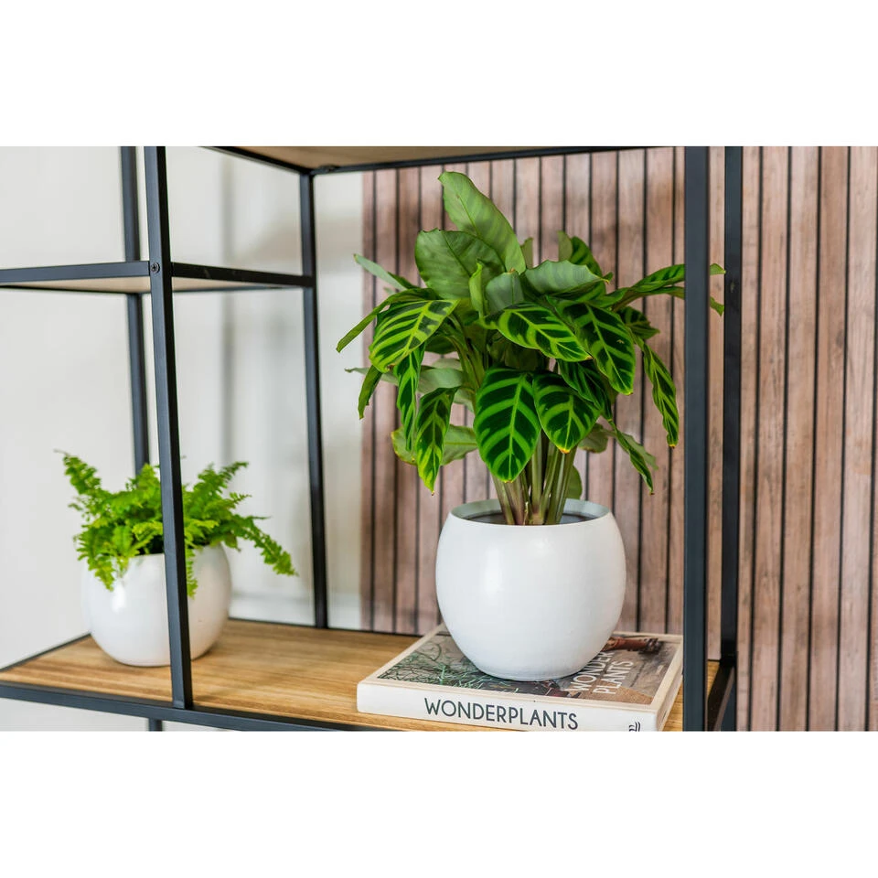 Steege Plantenpot - Wit - Modern Design - 19 X 16 Cm 4 Steege Plantenpot - Wit - Modern Design - 19 X 16 Cm - Afbeelding 2