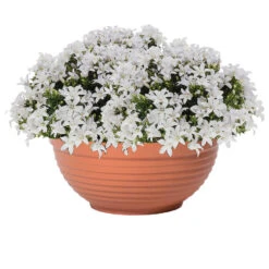 Prosperplast Bloempot - Kunststof - Terra Cotta - D34 X H13,5 Cm -Groene Hoek e000771114554df49b7fe445cbd45a3d