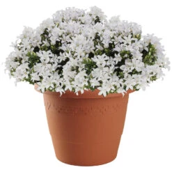 Hega Hogar Bloempot - Terracotta - Kunststof - Rond - 30 Cm -Groene Hoek e11a7509f69d4b99bd1eaa570a23cfa1 1