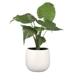 Mica Decorations Gabriel Bloempot - H25 X Ø29 Cm - Wit -Groene Hoek fa8a2d7805024021a98a57d358be6a1f